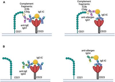 On the complexity of IgE: The role of structural flexibility and glycosylation for binding its receptors